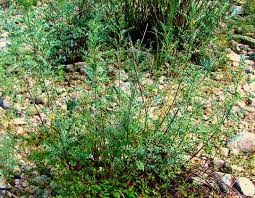 Image result for Indigofera wentzeliana