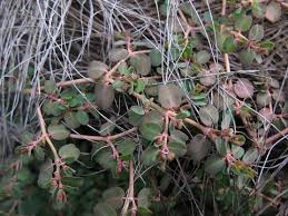 Image result for Euphorbia prostrata