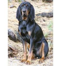 Black And Tan Coonhound Corgi Mix Pin On About Hounds B T Coonhounds Etc