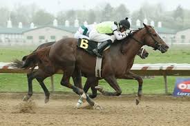 Check spelling or type a new query. Leona S Reward Horse Profile Bloodhorse