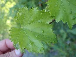 Image result for Colomerus vitis