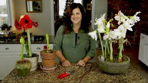 You should look for seedpods within four weeks of flowering. Amaryllis How To Grow Amaryllis Bulbs Gardeners Com