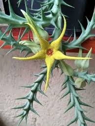 Image result for Orbea dummeri