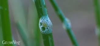 Effects of soapy water on plants. Say Adios To Aphids 5 Organic Pest Control Techniques