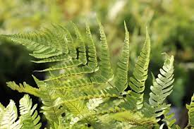 Image result for Pteris burtonii