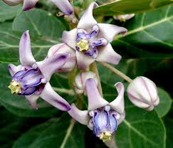 Image result for Calotropis gigantea