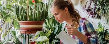 Evinde bitki yetiştirmeyi seven kişiler, iç mekan süs bitkileri ile ilgili çeşitli araştırmalarda bulunuyor. Evinizdeki Sus Bitkileri Aslinda Evin Havasini Arindirmadigi Ortaya Cikti