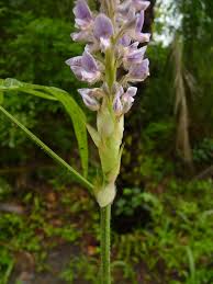 Image result for Uraria