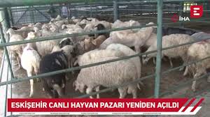 Eskisehir Canli Hayvan Pazari Bugun Yeniden Acildi Youtube