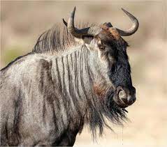 Pin By Gus On African Wild Animals Big Animals Animals Herbivores