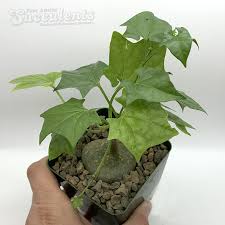 Image result for Oxyanthus goetzei