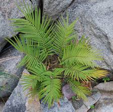 Image result for Tinnea zambesiaca