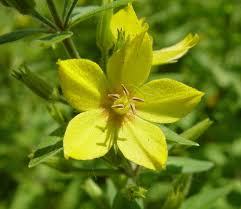 Image result for Lysimachia barbata