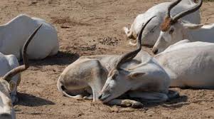 Desert Animals For Kids