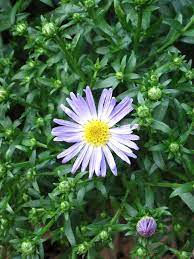 Late Bloomers Trees To Plant Plants Planting Succulents
