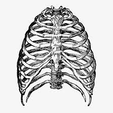 Rib cage png collections download alot of images for rib cage download free with high quality for designers. Rib Cage Png File Ribcage Png Transparent Png 663x812 Free Download On Nicepng