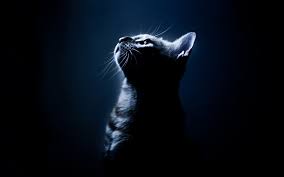 Ganti wallpaper dengan 3 langkah mudah. Wallpaper 1920x1200 Px Cats Dark 1920x1200 4kwallpaper 1645171 Hd Wallpapers Wallhere