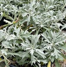 Image result for Artemisia sp.no.1