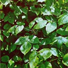 Maybe you would like to learn more about one of these? Weed Identification Real Green Pest And Lawn Austin Tx