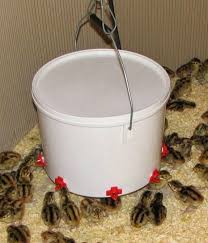 We did not find results for: All About Watering Nipples Keeping Your Birds Water Clean Community Chickens