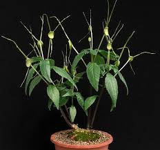 Image result for Dorstenia buchananii