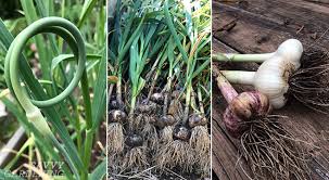 When half of the tops of onions start to dry out and fall over on the soil they are ready to harvest. When To Harvest Garlic And Garlic Scapes And Store It For The Winter