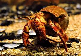 Check spelling or type a new query. Hermit Crabs Detailed Guide Care Diet And Breeding Shrimp And Snail Breeder