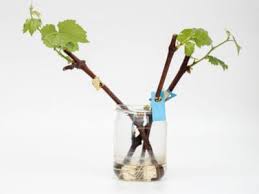 We did not find results for: Grapevine Transplant Info Moving Grapevine Roots Or Starting New Ones