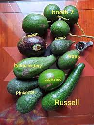 Most off production of avocado farming in tamil nadu, kerala, maharashtra and karnataka. Experimental Farming 2019