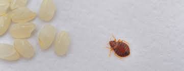 Image result for bed bugs eggs