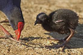 Baby Bird Identifier By Picture African Swamphen Animals Birds