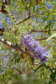 Image result for Aeollanthus myrianthus