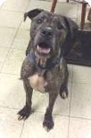 These great dane puppies located in ohio come from different cities, including, okeana, mount vernon, doylestown, baltimore. 43 Boxane Ideas Great Dane Boxer Mix Great Dane Mix