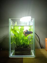 These realistic betta tank accessories can be customized as gifts. Betta Fish Tanks 10 X10 X 15cm Pet Supplies For Fish Fish Tank Accessories On Carousell