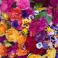 Edible Flower Gardening Workshop