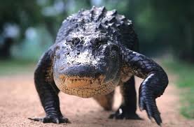 The planet earth is filled with millions of species. 23 Strongest Animal Bites In The World