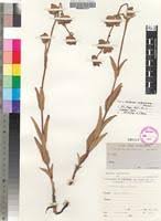 Image result for Melasma calycinum