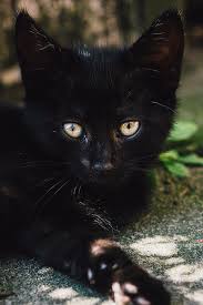 Welcome to black cat photos! Black Kitten Lying Down Closeup Photograph By Pati Photography