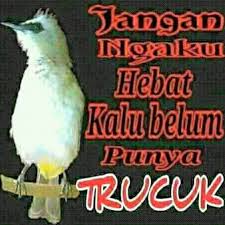 Orang sunda menyebutnya cica, cucak, cerukcuk atau jogjog, orang jawa menyebut terucuk atau cerocokan. Facebook