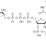 Cap Analogs - BOC Sciences