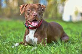 Sometimes the obvious choice is the color of her coat. 101 Brilliant Dog Names For Your Brown Pup Ideas For Names