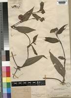 Image result for Commelina bracteosa