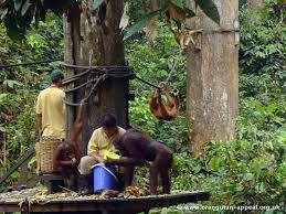 At the point when sabah turned into a free state in malaysia in 1963, a game branch was made in the forest department for the protection of wild. Sepilok Orangutan Rehabilitation Centre Malaysia Land Based Adventures Dive Discovery Malaysia