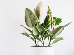 Image result for Ficus tesselata