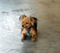 The Pet Lovers Forum Petlovers Com Dachshund Mix Long Haired Dachshund Dachshund Puppy Miniature