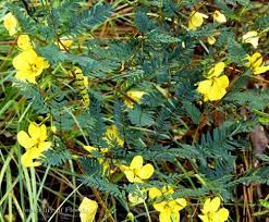 Image result for Chamaecrista paralias