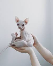Feed Me And Tell Me I M Pretty Follow Sphynx Of Insta For More Comment Below If You Like This Credit Boristhebaldie Tag Hairless Cat Cats Sphynx Cat