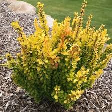 Image result for Berberis verruculosa