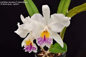 Cattleya Mossiae F Reineckiana Cattleya Orchid Cattleya Tropical Flowers