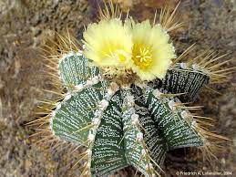 Cactus, as a plant family, show variations between the individual species. Astrophytum Ornatum A P De Candolle Br R Photo Gallery Friedrich A Lohmueller Cacti Kakteen Cactaceae Cactus Cactus Plants Cacti And Succulents